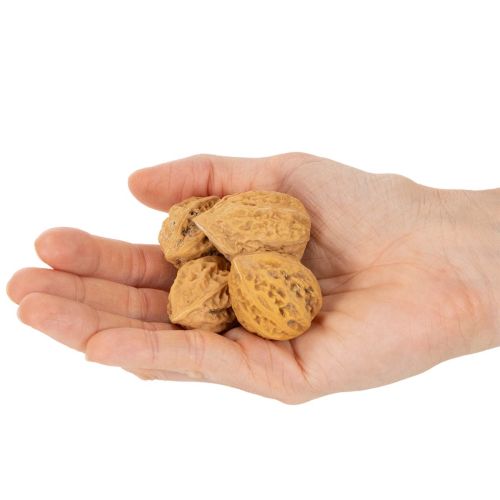 Walnüsse Naturbraun 4–5 cm 300 g für Dekoration und Bastelarbeiten | Floristik24.ch