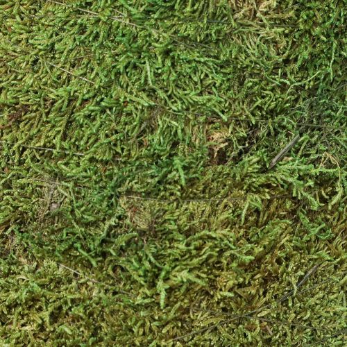 Artikel Weihnachtsbaum Moos Deko in Grün Natur Ø30cm H100cm