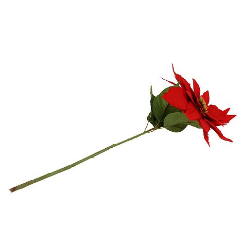 Floristik24 Weihnachtsstern Rot 57cm 1St