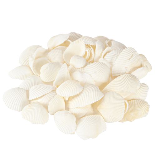 Floristik24 Weiße Muscheln Deko Herzmuscheln 2-3,5cm 300g × 2St