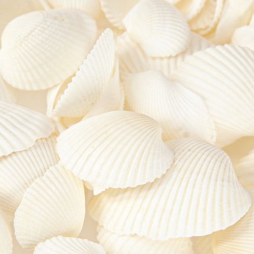 Floristik24 Weiße Muscheln Deko Herzmuscheln 2-3,5cm 300g × 2St