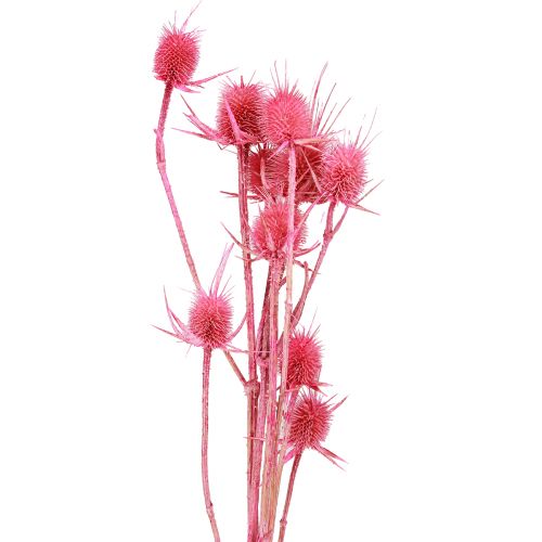 Wilde Karde Trockendeko Rosa Disteln 53cm 10 Köpfe