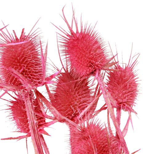 Artikel Wilde Karde Trockendeko Rosa Disteln 53cm 10 Köpfe