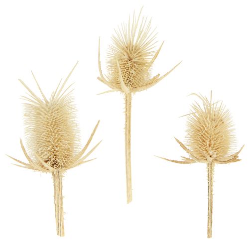Artikel Wilde Karde gebleicht getrocknet Naturdeko 3-6cm 1kg