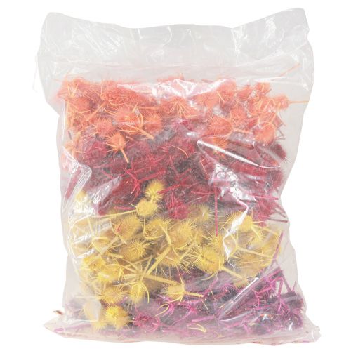 Floristik24 Wilde Karden Köpfe getrocknet Gefärbt Dispacus 3-6cm 1kg