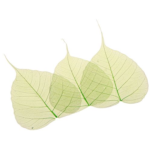 Floristik24 Willowblätter skelettiert Grün Naturdeko Deko-Blätter 200 St