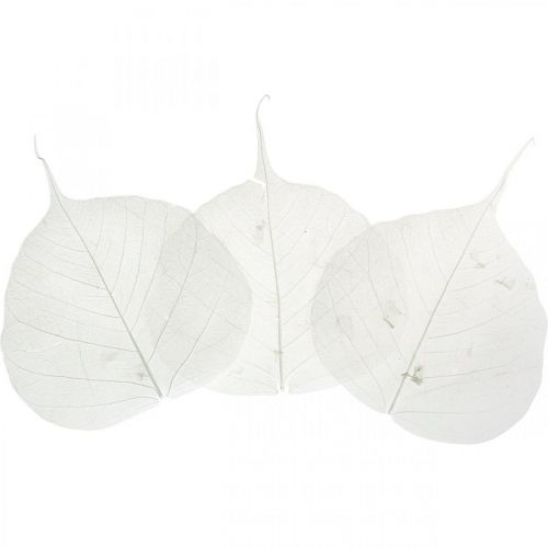 Floristik24 Skelettblätter gebleicht Willowblätter skelettiert 8-10cm 300 St