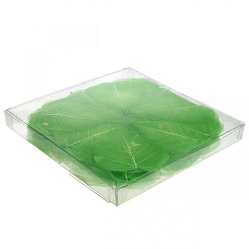 Floristik24 Willowblätter skelettiert, Frühlingsdeko, Dekoblätter Grün 200 St