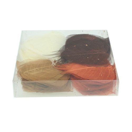 Floristik24 Willowblätter skelettiert Creme/Braun 200 St.