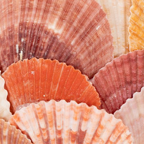 Artikel Teelichthalter maritim Windlicht echte Muscheln Deko für Badezimmer Urlaubstimmung 12cm