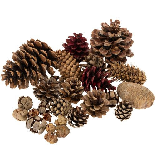 Zapfenmix Natur zum Basteln und für Adventsdekoration 2–10 cm 400 g online kaufen | Floristik24.ch