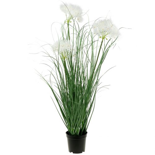 Floristik24 Ziergras mit weißen Samen Grün H73cm