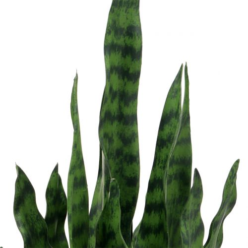 Floristik24 Sansevieria künstlich im Topf H62cm
