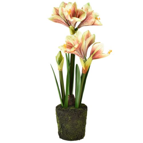 Artikel Amaryllis im Moosballen künstlich mit Rosa-Gelb Gemusterten Blüten – 45 cm – Exotische und stilvolle Dekoration