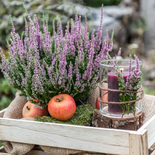 Artikel Deko-Äpfel Cox 6cm 6 St