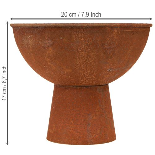 Deko-Metallschale mit Standfuss, Pokalschale, Ø 20,5 cm, Rostoptik, 2 Stück | Floristik24.ch