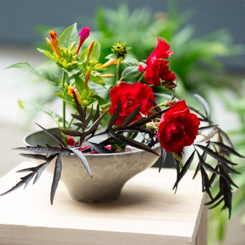 Floristik24 Dekoschale mit Fuß Pflanzschale rund Grau Ø19cm H8cm