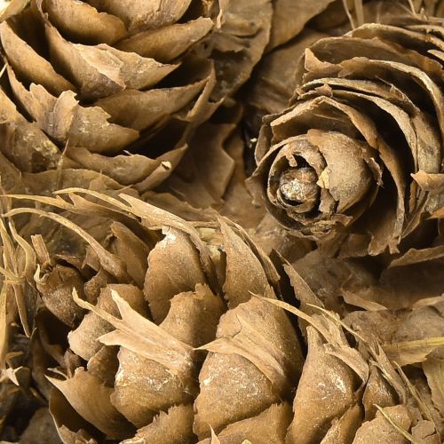 Artikel Douglas Zapfen 1,3kg