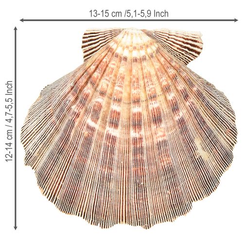 Floristik24 Echte Jakobsmuscheln natur – maritimer Flair natur 1 kg
