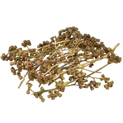 Artikel Eukalyptuszweige Natur Deko Exoten Eukalyptus 20-30cm 25St