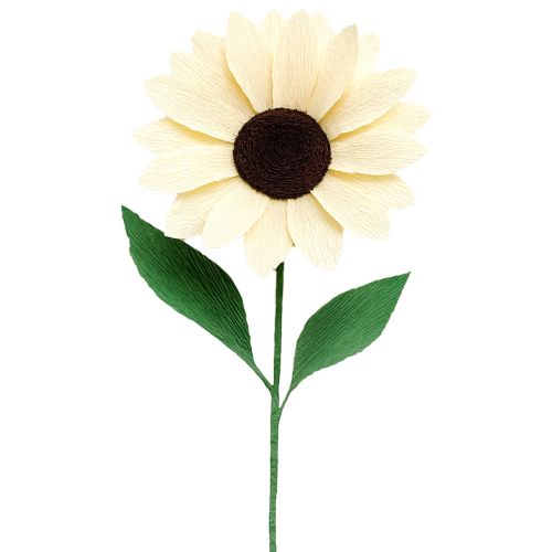 Artikel Floristen-Krepppapier Floristenkrepp Champagner 50×250cm 5St