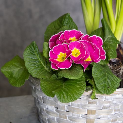 Geflochtener Blumenkorb aus Spanholz 23 cm Set 6 Stück Weiss-Braun-Grau | Floristik24.ch