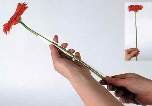 Artikel Gerbera Stütz Schlauch 200m