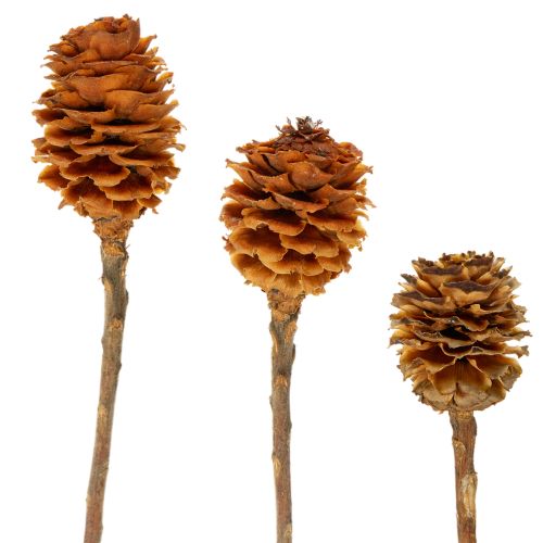 Floristik24 Glabrum Leucospermum Getrocknete Blüten 25-40cm 25 St