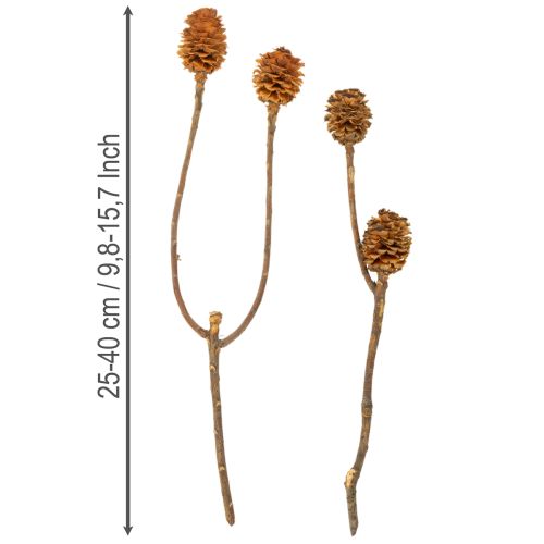 Artikel Glabrum Leucospermum Getrocknete Blüten 25-40cm 25 St