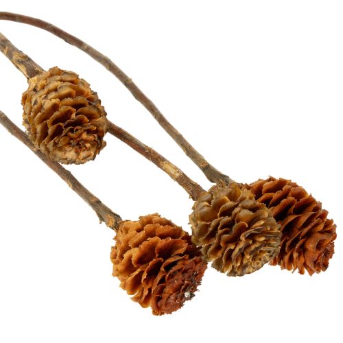 Artikel Glabrum Leucospermum Getrocknete Blüten 25-40cm 25 St