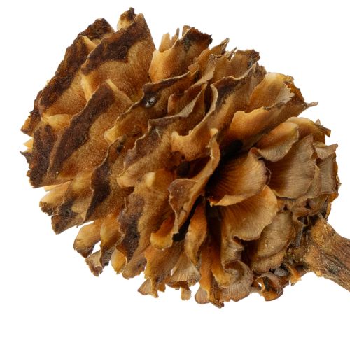 Artikel Glabrum Leucospermum Getrocknete Blüten 25-40cm 25 St
