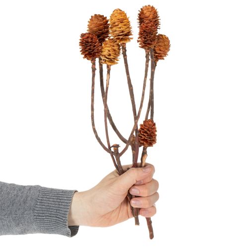 Artikel Glabrum Leucospermum Getrocknete Blüten 25-40cm 25 St