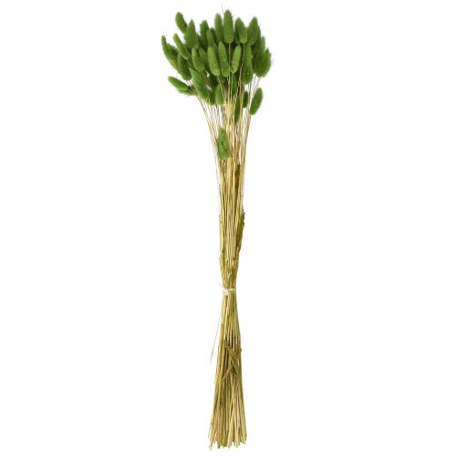 Floristik24 Hasenschwanzgras Ziergras Lagurus Olivgrün L65cm 50g