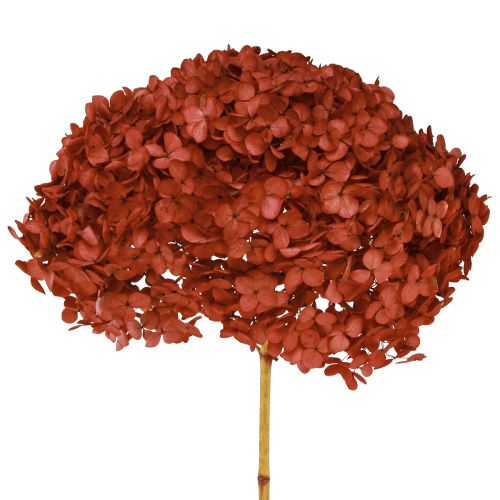 Floristik24 Hortensie Konserviert Trockenblumen Rot Ø20cm L50–60cm