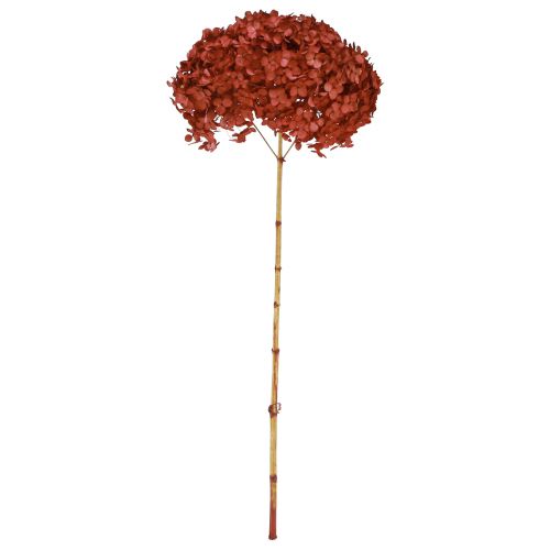 Floristik24 Hortensie Konserviert Trockenblumen Rot Ø20cm L50–60cm