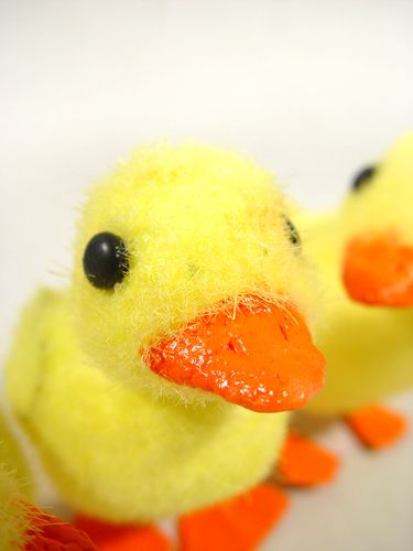 Floristik24 Küken m. Drahtfüßen 8cm 12St. gelb/orange