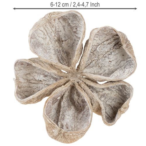 Landlotus Weiß gewaschen 6-12cm 50St | Floristik24.ch