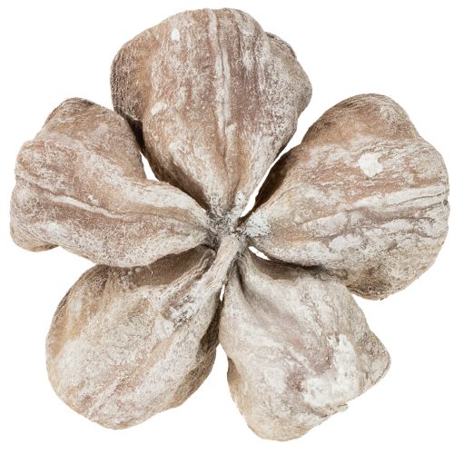 Landlotus Weiß gewaschen 6-12cm 50St | Floristik24.ch
