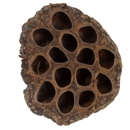 Artikel Lotos Kolben groß 100 St Natur