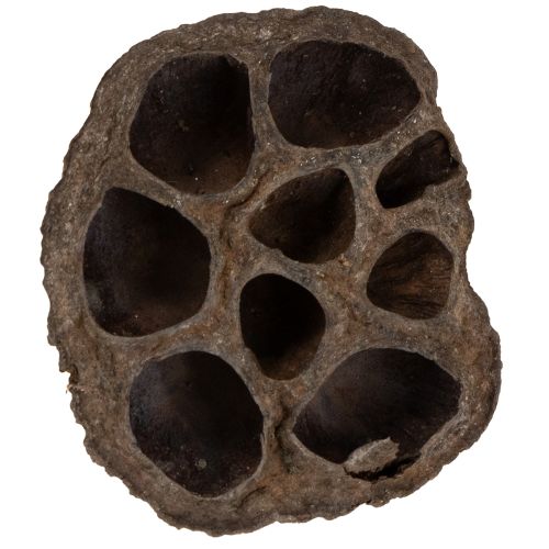 Floristik24 Lotos Kolben klein 100 St. Natur