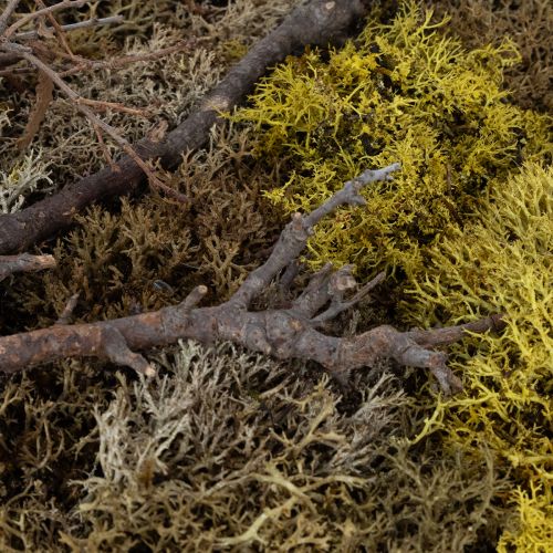 Artikel Moosbild Echtes Moos Bild mit Rahmen Konserviert 40×30cm