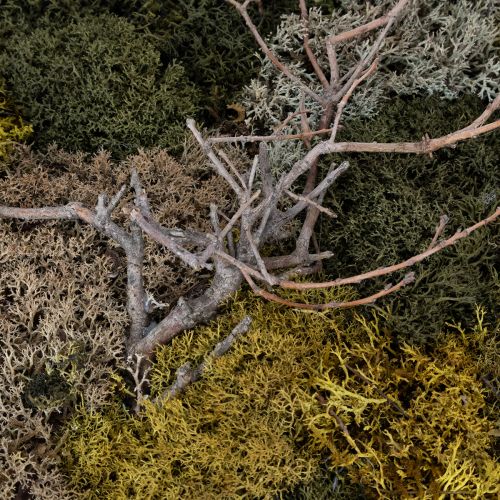 Artikel Moosbild Echtes Moos konserviert und Zweige Natur 60×40cm