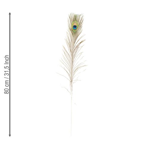 Artikel Pfauenfedern Deko Echte Vogelfedern lang 75-85cm 8 St