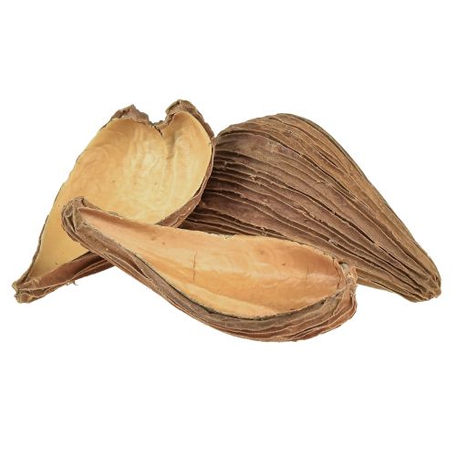 Artikel Frucht- und Samenkapsel Schoten Pradeep Pods 9-12 cm natur 50St