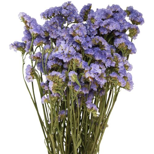 Floristik24 Strandflieder Lila Limonium Trockenblumen 60cm 50g