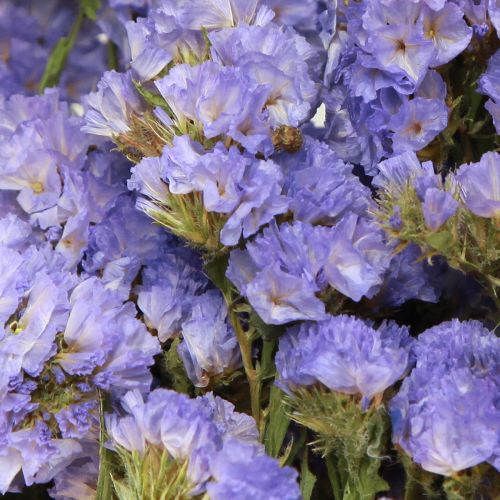 Floristik24 Strandflieder Lila Limonium Trockenblumen 60cm 50g