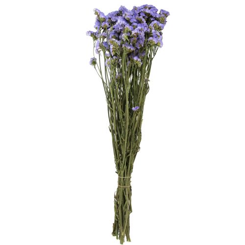 Floristik24 Strandflieder Lila Limonium Trockenblumen 60cm 50g