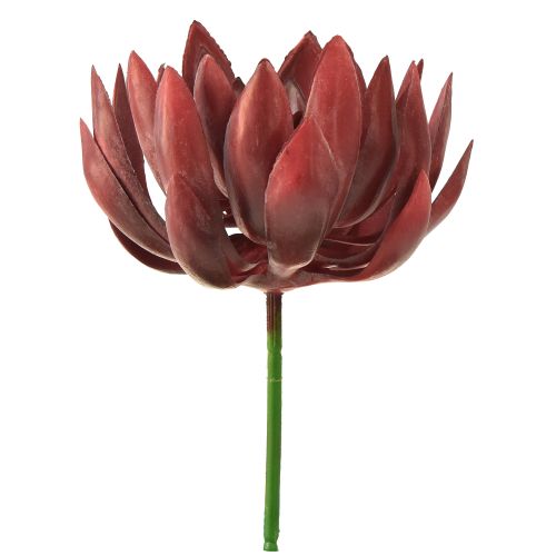 Floristik24 Sukkulente Echeveria Künstliche Grünpflanzen Rot Ø12cm 19,5cm