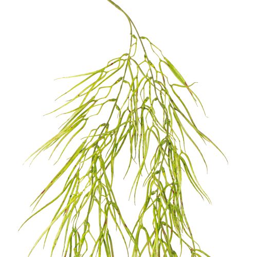 Sukkulente hängend Grün 145cm