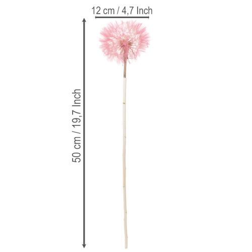 Artikel Trockenblumen Riesen Pusteblume Deko Edles Wohnaccessoire 12cm 4St